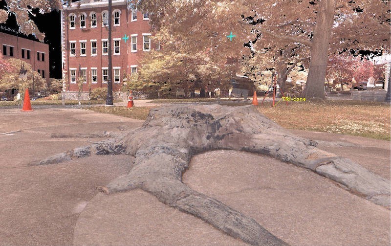 stump.jpg